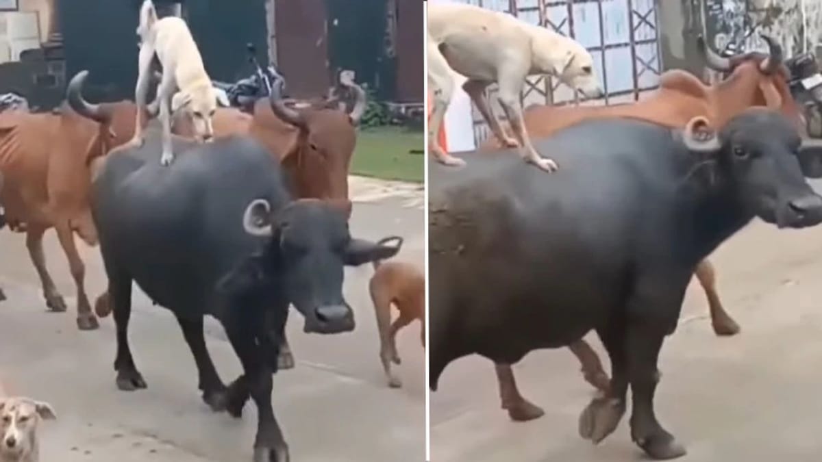 કુતરા અને ભેંસની ગજબની દોસ્તી ! ભેંસ પર સવાર થઈને કુતરાએ સફરની માણી મજા, જુઓ VIDEO