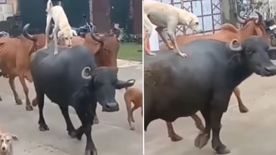 કુતરા અને ભેંસની ગજબની દોસ્તી ! ભેંસ પર સવાર થઈને કુતરાએ સફરની માણી મજા, જુઓ VIDEO