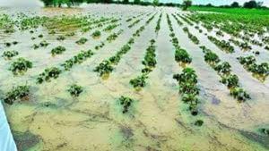 અમદાવાદ જીલ્લામાં ભારે વરસાદથી થયેલ પાક નુકશાન અંગે ખેડુતો 24 ડિસેમ્બર સુધી અરજી કરી શકશે