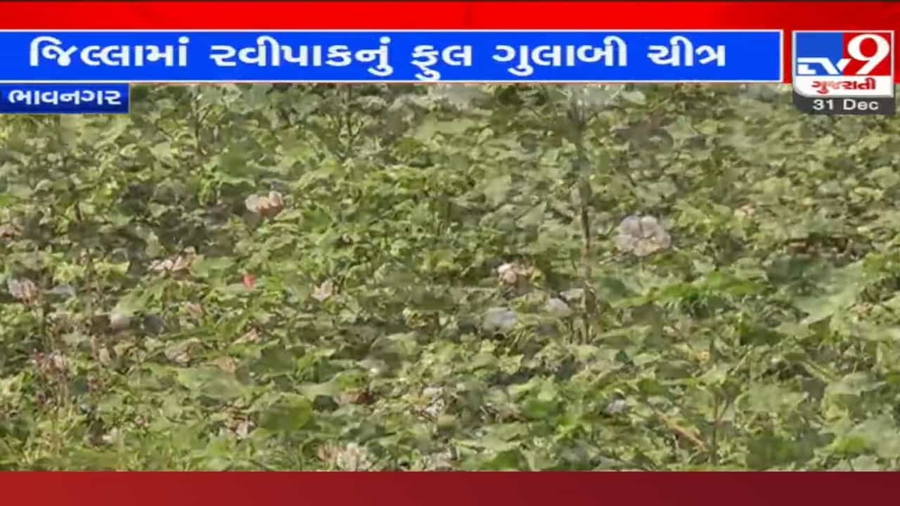 ભાવનગરમાં રવિપાકનું ફુલ ગુલાબી ચિત્ર, જાણો આ વર્ષે વાવણીમાં કેમ જોવા મળ્યો છે નોંધપાત્ર વધારો?