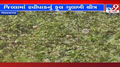 ભાવનગરમાં રવિપાકનું ફુલ ગુલાબી ચિત્ર, જાણો આ વર્ષે વાવણીમાં કેમ જોવા મળ્યો છે નોંધપાત્ર વધારો?