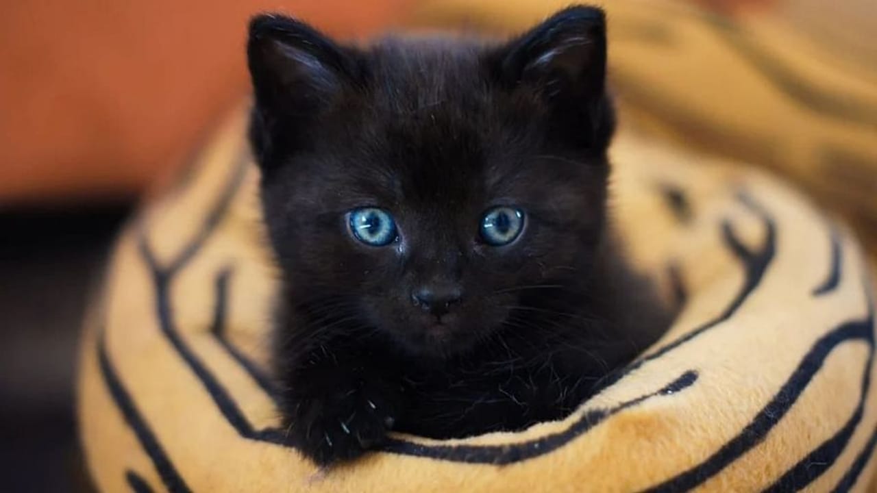 Shukan Shastra : ભારતમાં અશુભ મનાતી બિલાડીની વિદેશમાં બોલબાલા, આ દેશમાં તો બિલાડીને માનવમાં આવે છે ભાગ્યની દેવી !