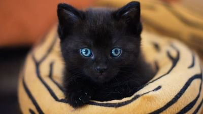 Shukan Shastra : ભારતમાં અશુભ મનાતી બિલાડીની વિદેશમાં બોલબાલા, આ દેશમાં તો બિલાડીને માનવમાં આવે છે ભાગ્યની દેવી !