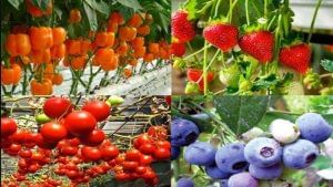 Hydroponic Fruit Farming: શું તમને ખબર છે કે માટી વિના પણ ફળની ખેતી કરી શકાય છે ? જાણો આ રીત