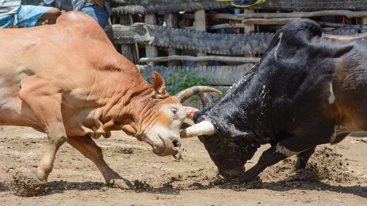 GUJARAT : રસ્તા પર રખડતા ઢોરનું રાજ, આખલાઓ માટે રસ્તાઓ બન્યા યુદ્ધનું મેદાન