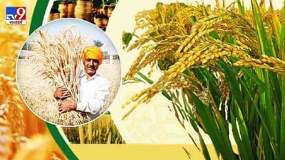 સરકાર ટૂંક સમયમાં MSP પર એક સમિતિની રચના કરશે, કૃષિ સચિવે આપી મહત્વપૂર્ણ માહિતી