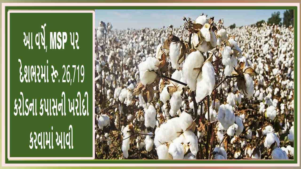 Cotton Procurement on MSP: ટેકાના ભાવે કપાસની ખરીદીમાં ગુજરાત અને મહારાષ્ટ્રને પાછળ છોડ્યા આ રાજ્યએ