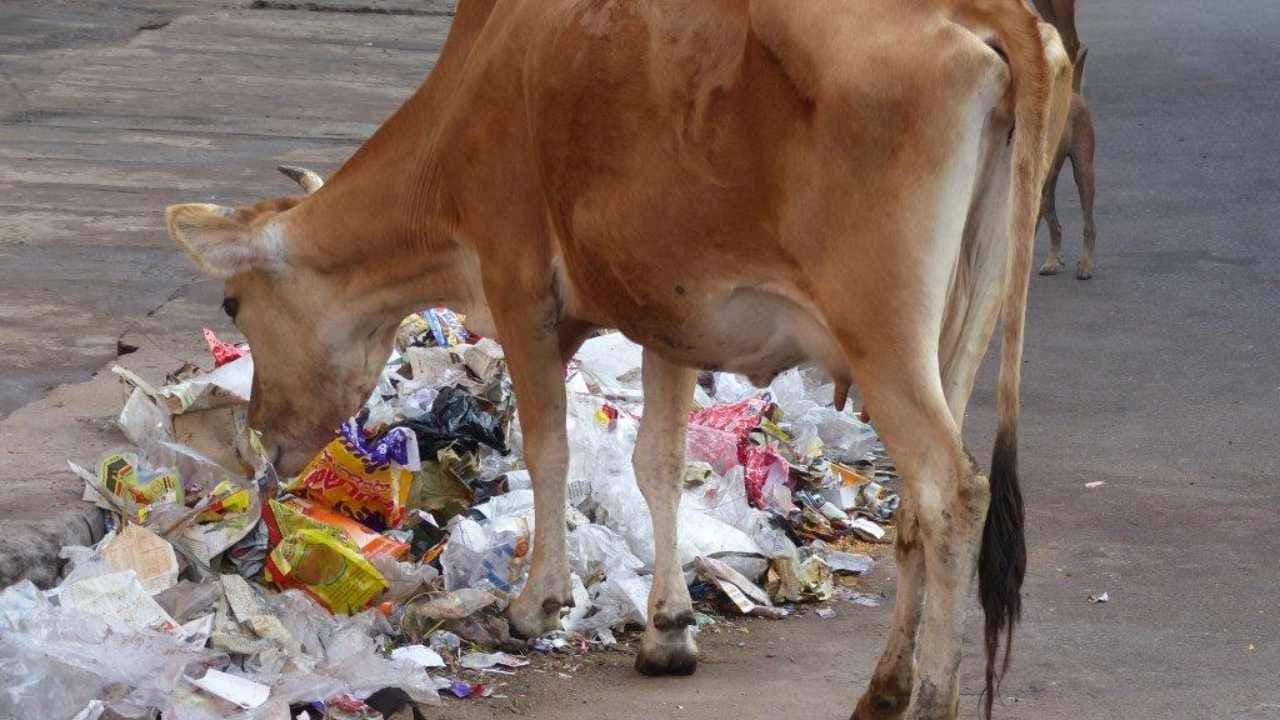 Anand : ગાયના પેટમાંથી નીકળ્યા આઇસ્ક્રીમ કપ અને ચમચીઓ, પેટમાંથી કાઢ્યુ 77 કિલો પ્લાસ્ટિક