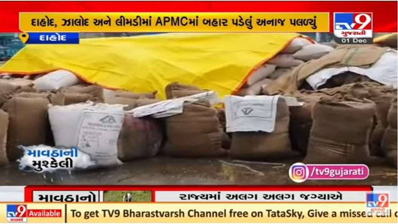 દાહોદ જિલ્લામાં માવઠાથી નુકશાન, એપીએમસીમાં બહાર પડેલું અનાજ પલળી ગયુ