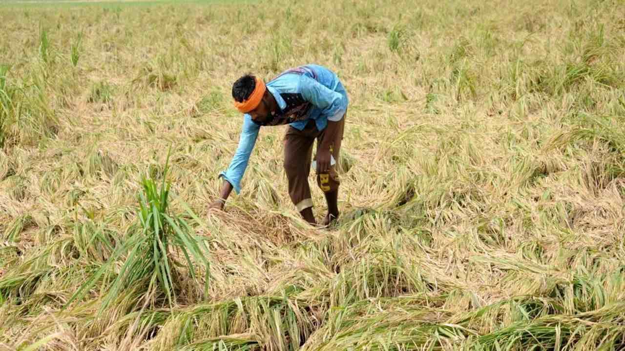 AHMEDABAD : કૃષિ સહાય પેકેજનો લાભ લેવા ખેડૂતોએ 24 ડીસેમ્બર સુધીમાં અરજી કરવાની રહેશે