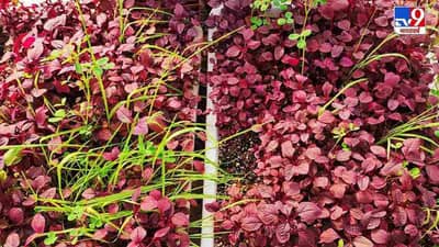 Zero Budget Natural Farming: કૃષિ મંત્રાલયે ખેડૂતોના મોબાઈલ પર મોકલ્યો ખાસ મેસેજ, જાણો તેના વિશે