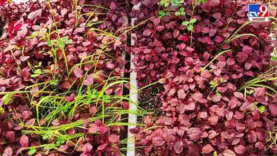 Zero Budget Natural Farming: કૃષિ મંત્રાલયે ખેડૂતોના મોબાઈલ પર મોકલ્યો ખાસ મેસેજ, જાણો તેના વિશે