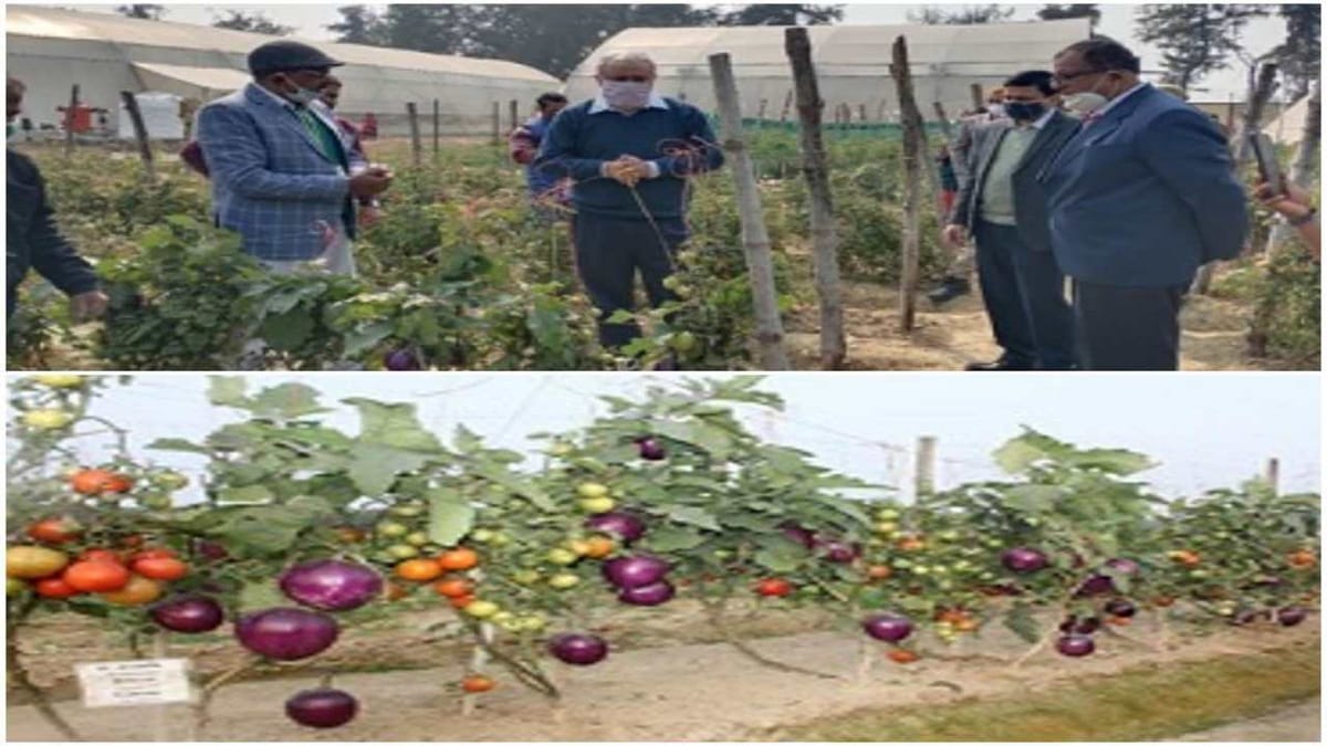 એક જ છોડમાં ઉગશે રીંગણ અને ટામેટા, વૈજ્ઞાનિકોએ વિકસિત કરી નવી જાત