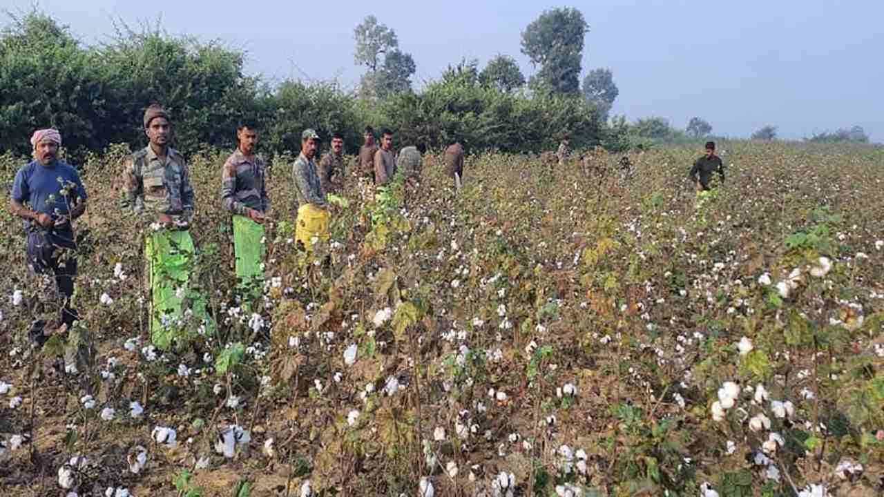 કપાસ ઉતારવા મળતા ન હતા મજૂર, ખેડૂતની વ્હારે પોલીસ આવી, સોશિયલ મીડિયા પર થયા ખુબ વખાણ