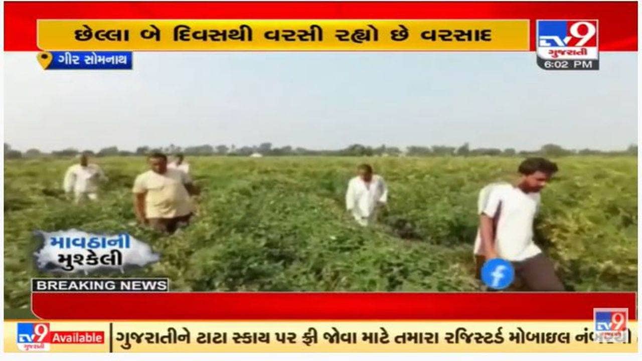 ગીર સોમનાથમાં કમોસમી વરસાદથી ખેડૂતોની સ્થિતિ કફોડી, પાકને નુકશાન થવાની ભીતિ