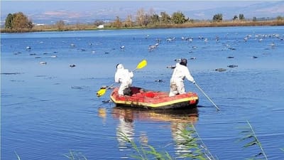 ઇઝરાયેલમાં એવિયન ફ્લૂનો ખતરો, 5000 પક્ષીના થયા મોત, સાવચેતીના ભાગ રૂપે પાંચ લાખ મરઘીઓની કરાઈ હત્યા