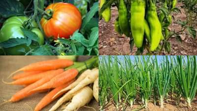 જાન્યુઆરીમાં ઉગાડી શકાતા પાકો અને વાવેતરમાં ખેડૂતોએ ધ્યાન રાખવાની બાબતો