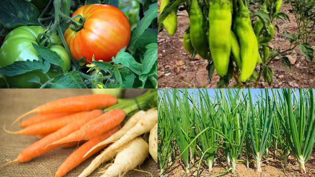 જાન્યુઆરીમાં ઉગાડી શકાતા પાકો અને વાવેતરમાં ખેડૂતોએ ધ્યાન રાખવાની બાબતો