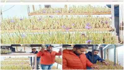 પ્રગતિશીલ ખેડૂત બંધુઓએ કર્યો કમાલ, રૂમમાં જ કેસરની ખેતીથી કરી લાખોની કમાણી