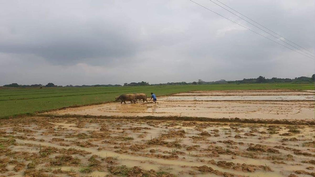 Kisan Diwas 2021: ખેડૂતોના વિકાસ માટે એક મોટું નેટવર્ક કામ કરે છે, છતાં અન્નદાતાઓ નારાજ છે!