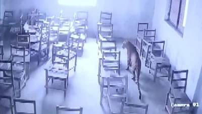 લો બોલો ! કોલેજના ક્લાસ રૂમમાં ધૂસી ગયો દીપડો, પરીક્ષા આપવા આવેલ વિદ્યાર્થીઓમાં હડકંપ,જુઓ VIDEO