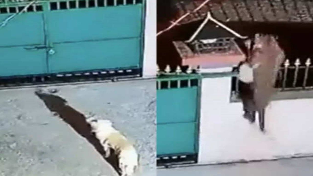 Viral: દિપડાની રફ્તાર પર શક હોય તો જુઓ આ વીડિયો, પળવારમાં કૂતરાને લઈ થયો ગાયબ !
