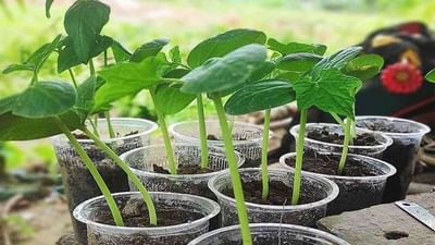 Natural Farming: વડાપ્રધાન નરેન્દ્ર મોદી ખેડૂતોને આપશે પ્રાકૃતિક ખેતીનો મંત્ર, જાણો તેના વિશે