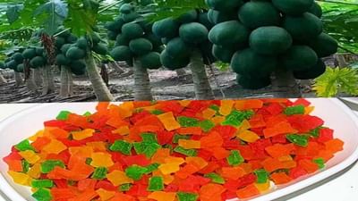 પપૈયાના પાકમાં વેલ્યુ એડિશન કરી ખેડૂતો કરી શકે છે સારી કમાણી, જાણો કેવી રીતે