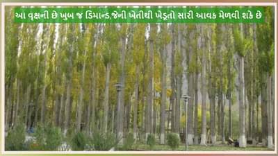 Poplar Tree Farming: આ વૃક્ષની છે ખુબ જ ડિમાન્ડ, એક હેક્ટરમાં ખેતીથી થશે 7 લાખ સુધીની કમાણી !
