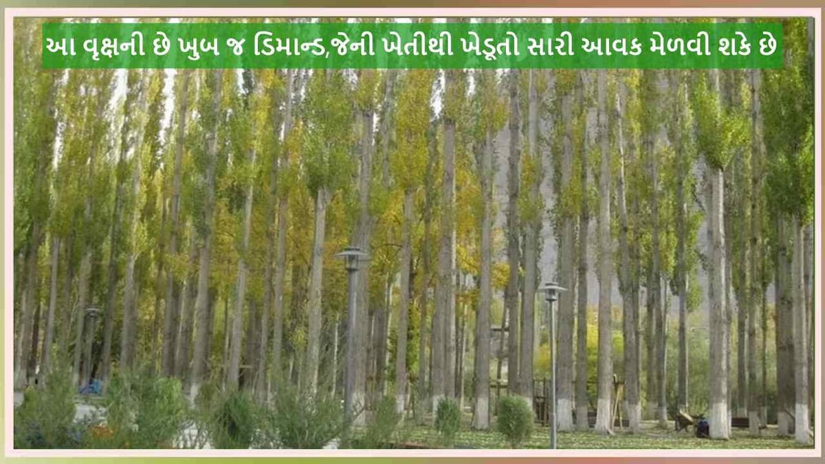 Poplar Tree Farming: આ વૃક્ષની છે ખુબ જ ડિમાન્ડ, એક હેક્ટરમાં ખેતીથી થશે 7 લાખ સુધીની કમાણી !