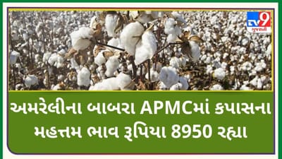 Mandi: અમરેલીના બાબરા APMCમાં કપાસના મહત્તમ ભાવ રૂપિયા 8950 રહ્યા, જાણો જુદા-જુદા પાકના ભાવ Mandi: અમરેલીના બાબરા APMCમાં કપાસના મહત્તમ ભાવ રૂપિયા 8950 રહ્યા, જાણો જુદા-જુદા પાકના ભાવ