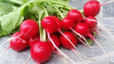 Red radish Farming : લાલ મૂળાની ખેતી કરીને ઓછા ખર્ચે વધુ કમાણી કરી શકે છે ખેડૂતો, પરંતુ આ વાતનું રાખવું પડશે ધ્યાન