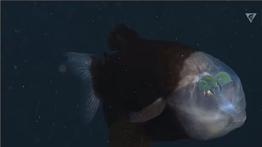 એલિયન્સ જેવી દેખાતી આ માછલીને બેરેલી માછલી કહેવામાં આવે છે. આ ઊંડા સમુદ્રના પ્રાણીને મોન્ટેરી બે એક્વેરિયમ રિસર્ચ ઇન્સ્ટિટ્યૂટ (MBARI) દ્વારા તેના રિમોટલી ઓપરેટેડ વ્હીકલ (ROV) નો ઉપયોગ કરીને જોવામાં આવ્યું હતું. સંસ્થાના વાહને 5600 વખત ડાઇવ કર્યું, પરંતુ તે આ માછલીને માત્ર નવ વખત જોઈ શકી.

