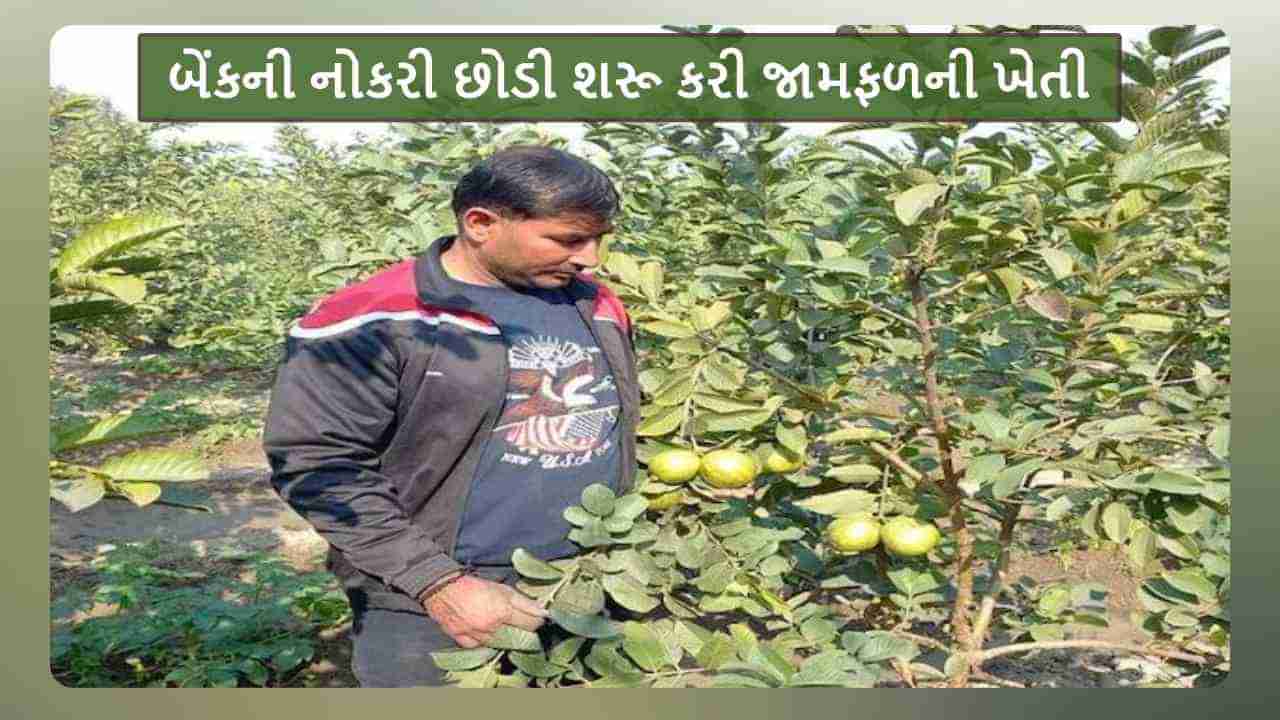 Success Story: સોનીપતથી ગુજરાતમાં ટ્રાન્સફર થતાં નોકરી છોડી, ખેતી અપનાવી નોકરી કરતા મેળવી ચાર ગણી આવક