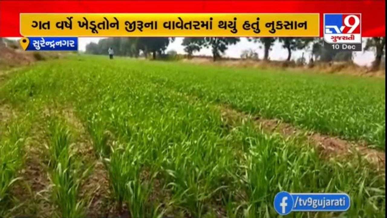 SURENDRANAGAR : ખેડૂતોએ પરંપરાગત જીરુના બદલે આ વર્ષે ચણા અને ઘઉંના વાવેતરને પ્રાધાન્ય આપ્યું
