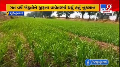 SURENDRANAGAR : ખેડૂતોએ પરંપરાગત જીરુના બદલે આ વર્ષે ચણા અને ઘઉંના વાવેતરને પ્રાધાન્ય આપ્યું