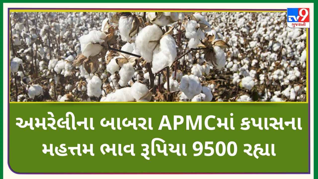 Mandi: અમરેલીના બાબરા APMCમાં કપાસના મહત્તમ ભાવ રૂપિયા 9500 રહ્યા,જાણો જુદા-જુદા પાકના ભાવ