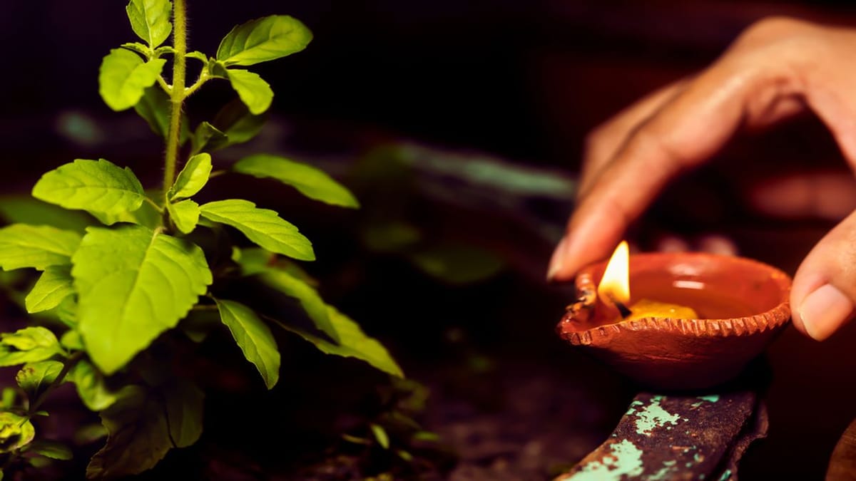 Tulsi Puja: તુલસીનો એક છોડ પ્રદાન કરશે સંતાન અને કારકિર્દીના આશીર્વાદ, જાણો તુલસી પૂજાના રસપ્રદ લાભ !