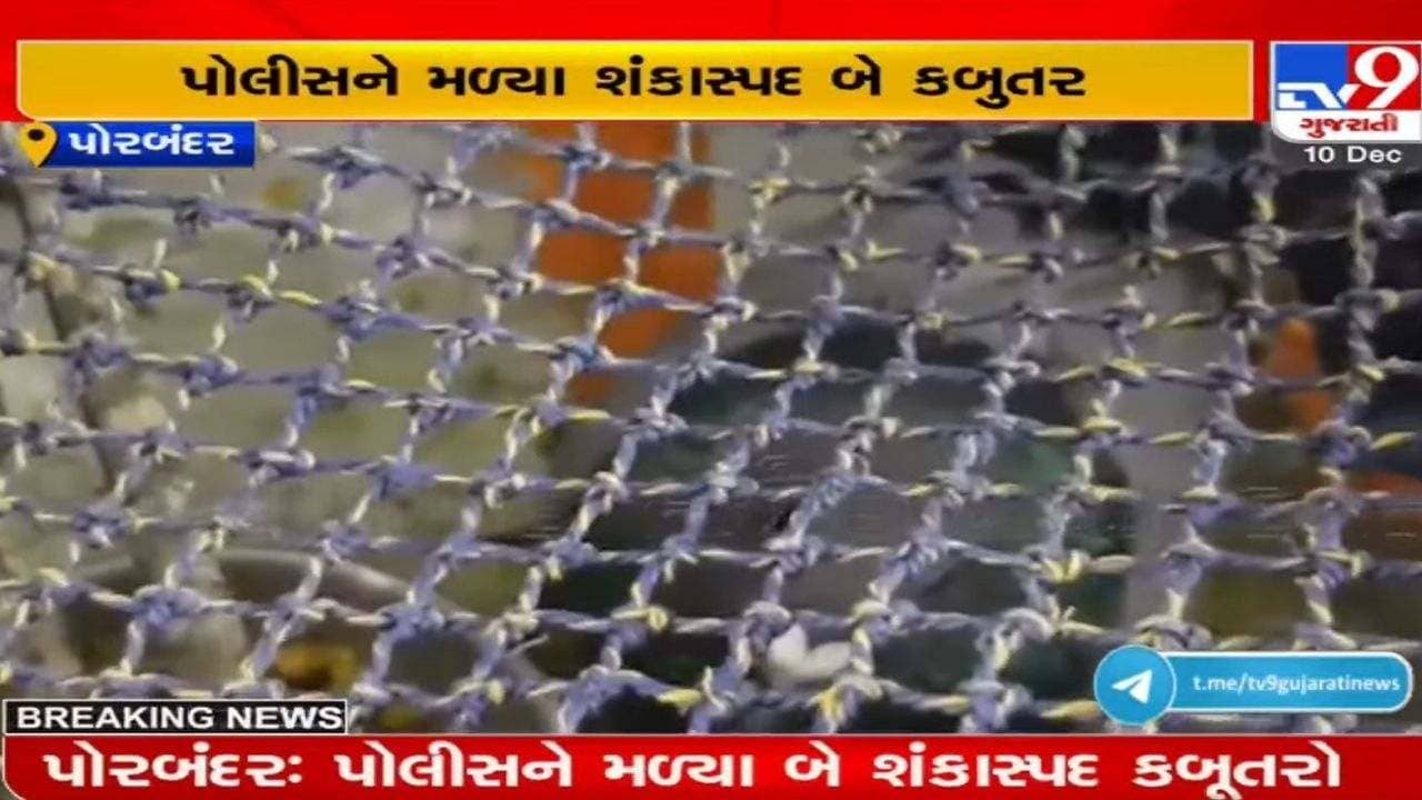 Porbandar: સમુદ્રમાંથી મળેલા બે શંકાસ્પદ કબૂતરોના પગમાં માઈક્રોચિપ્સની આશંકા, શું થઇ રહી છે જાસૂસી?