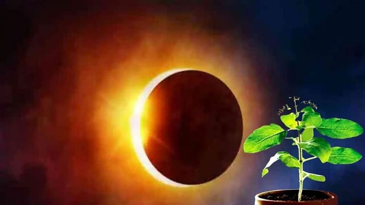 Surya Grahan 2021: જાણો ગ્રહણ દરમિયાન ખાવા-પીવામાં કેમ નાખવામાં આવે છે તુલસીના પાન !