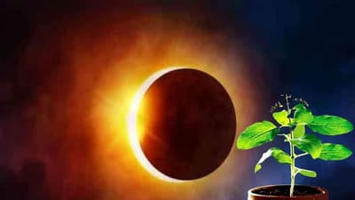 Surya Grahan 2021: જાણો ગ્રહણ દરમિયાન ખાવા-પીવામાં કેમ નાખવામાં આવે છે તુલસીના પાન !