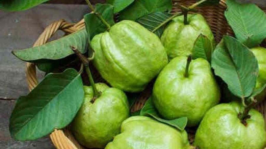 Benefits of Guava : ખૂબ ગુણકારી હોય છે જમરૂખ, આ ફાયદાઓ વિશે તમે નહીં જાણતા હોવ
