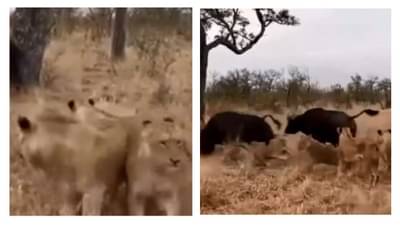 Video : આ ભેંસે સિંહને બરાબરનો ભણાવ્યો પાઠ, દિલધડક દ્રશ્યો જોઈને યુઝર્સ કહ્યુ હિંમત હોય તો જ જુઓ