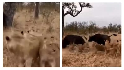 Video : આ ભેંસે સિંહને બરાબરનો ભણાવ્યો પાઠ, દિલધડક દ્રશ્યો જોઈને યુઝર્સ કહ્યુ હિંમત હોય તો જ જુઓ