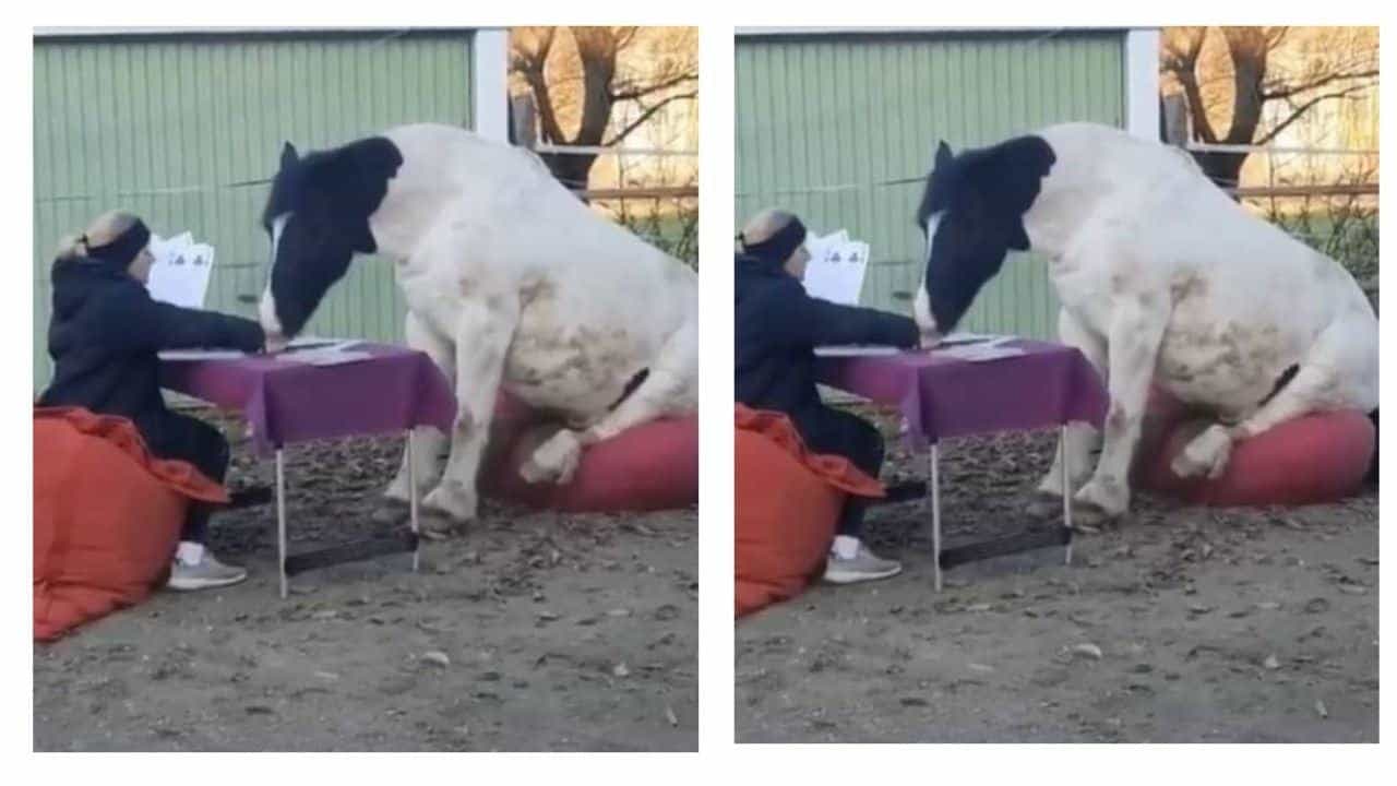 આ જ બાકી હતુ ! ઘોડો તો જુગારી નિકળ્યો, તીન પત્તી રમતા ઘોડાનો વીડિયો વાયરલ થતા યુઝર્સે લીધી મજા