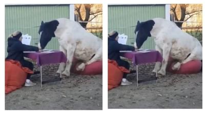 આ જ બાકી હતુ ! ઘોડો તો જુગારી નિકળ્યો, તીન પત્તી રમતા ઘોડાનો વીડિયો વાયરલ થતા યુઝર્સે લીધી મજા