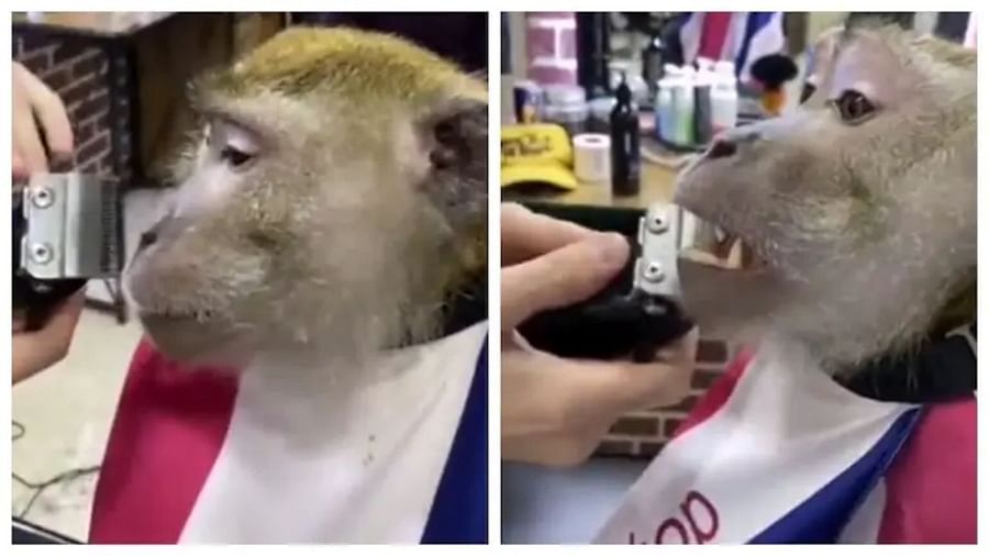 Viral Video : વાળંદ પાસે જઇને વાંદરાએ કરાવી દાઢી, લોકોએ કોમેન્ટ કરીને કીધુ- હેન્ડસમ