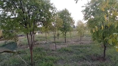 Sandalwood cultivation: ચંદનની ખેતી છે નફાકારક, પરંતુ ખેડૂતોએ આ વાતનું રાખવું પડશે ખાસ ધ્યાન