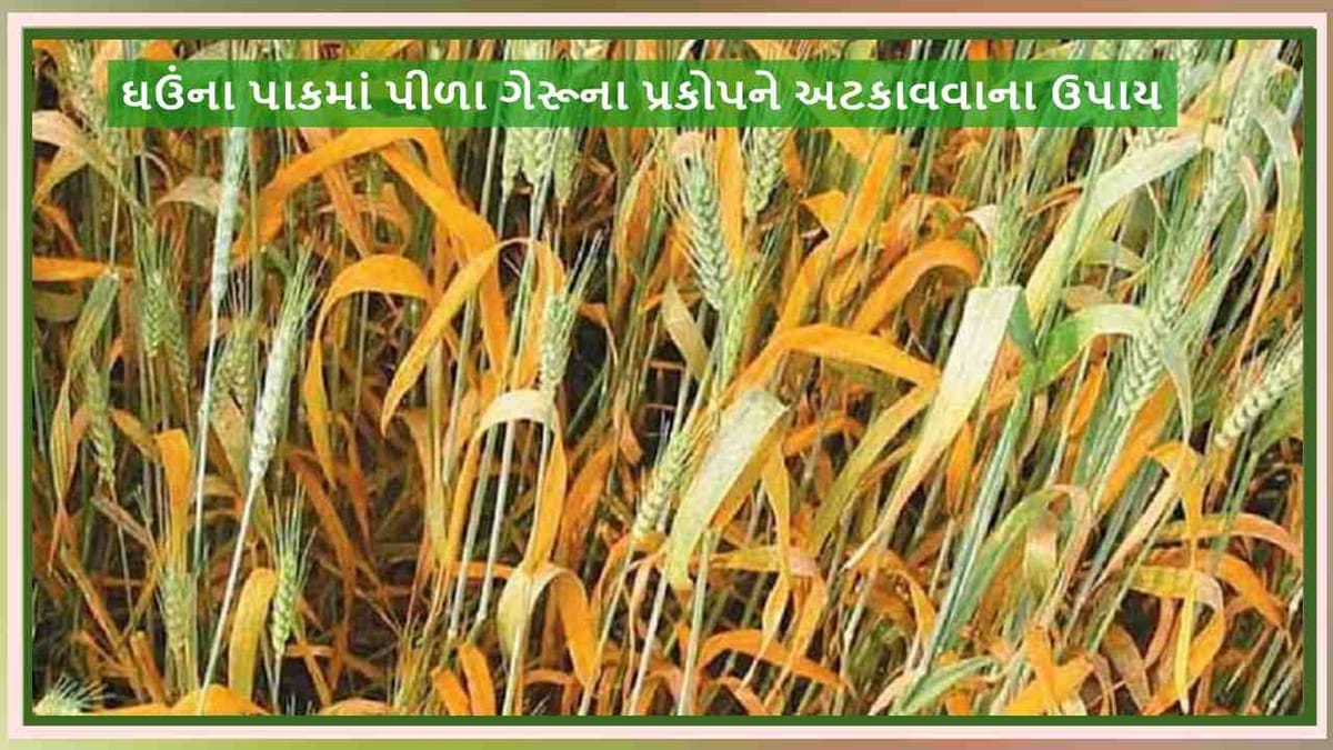 ખેડૂતો ઘઉંના પાકમાં પીળા ગેરૂના પ્રકોપને અટકાવવા સમયસર કરો આ કામ