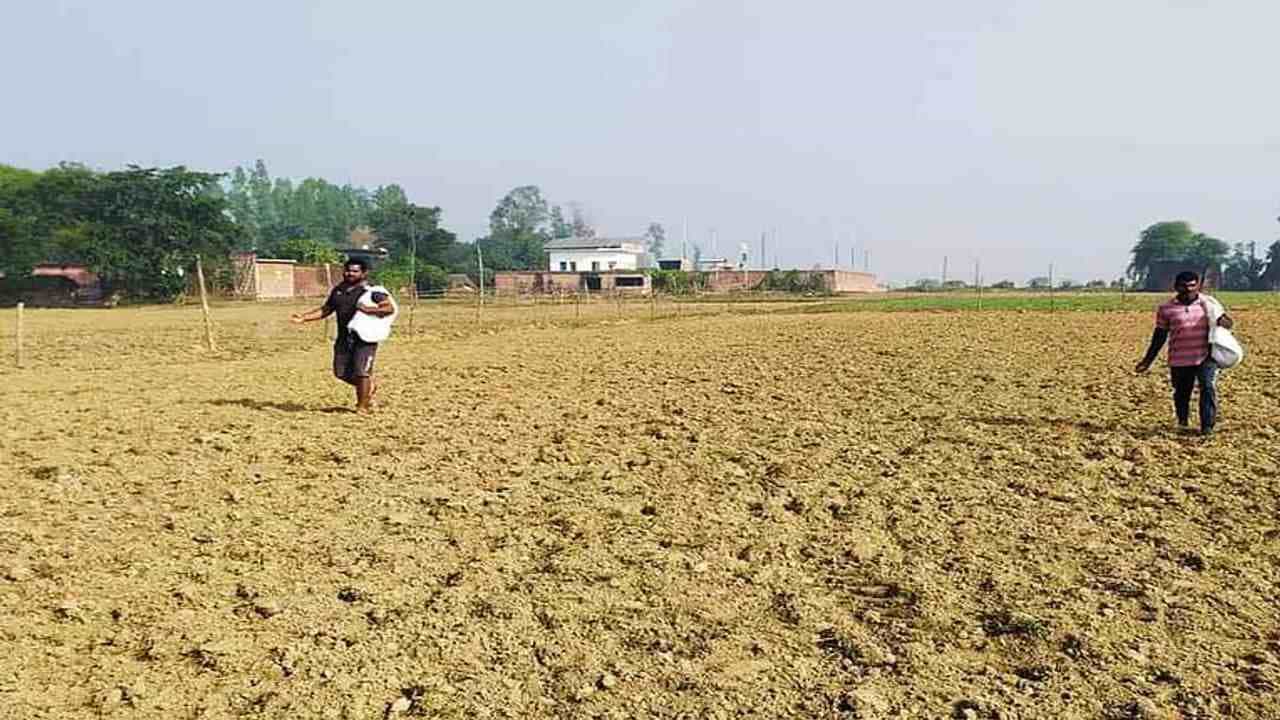 રવી સીઝનમાં ઘઉંનુ વાવેતર ગત વર્ષ કરતાં ઓછું, કઠોળ અને તેલીબિયાંના વાવેતર વિસ્તારમાં વધારો